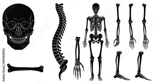 Detailed anatomical illustration of a human skeleton including skull and spine presented as a silhouette on transparent background high quality professional