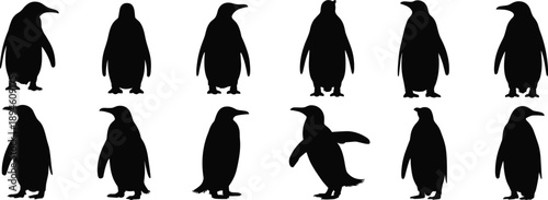 Penguin silhouette in various walking poses, front and side view, flat black vector animal drawing for wildlife graphic and print design