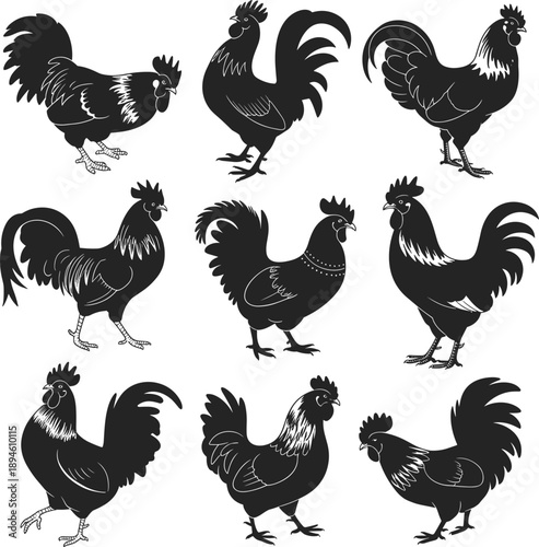 Rooster silhouette grid, black chicken designs, farm bird poses, poultry vector set, feather detail, comb styles, animal graphic bundle