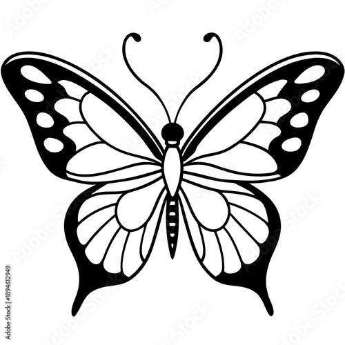 butterfly vector illustration