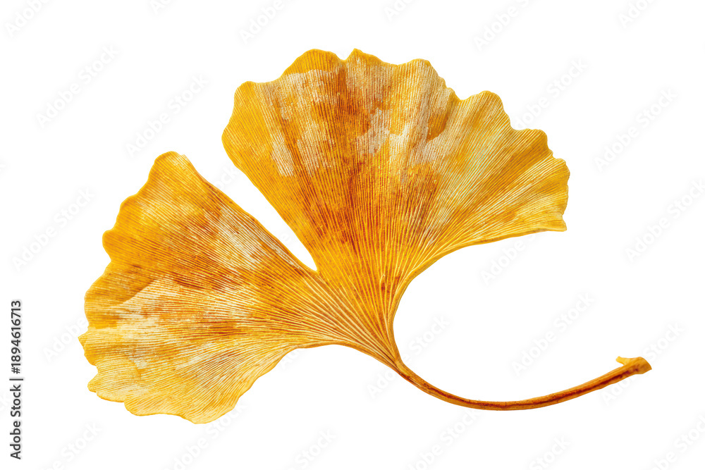 Fototapeta premium A single vibrant orange flower blooming on a green stem, isolated on transparent background
