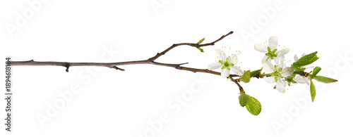 Young twig with small green leaves and flowers of cherry isolated on white or transparent background. Seasonal blooming.