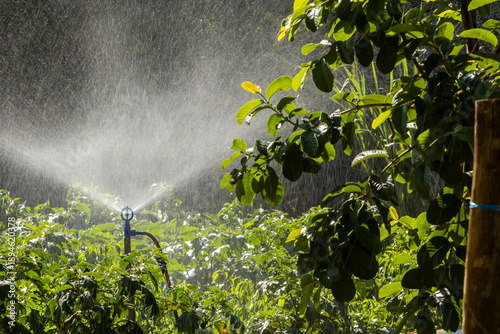 Wallpaper Mural Sprinkler irrigation system watering a lush green agricultural field in Brazil. Water sprays in droplets over the crops, essential for growth, farming, and modern food production technology. Torontodigital.ca
