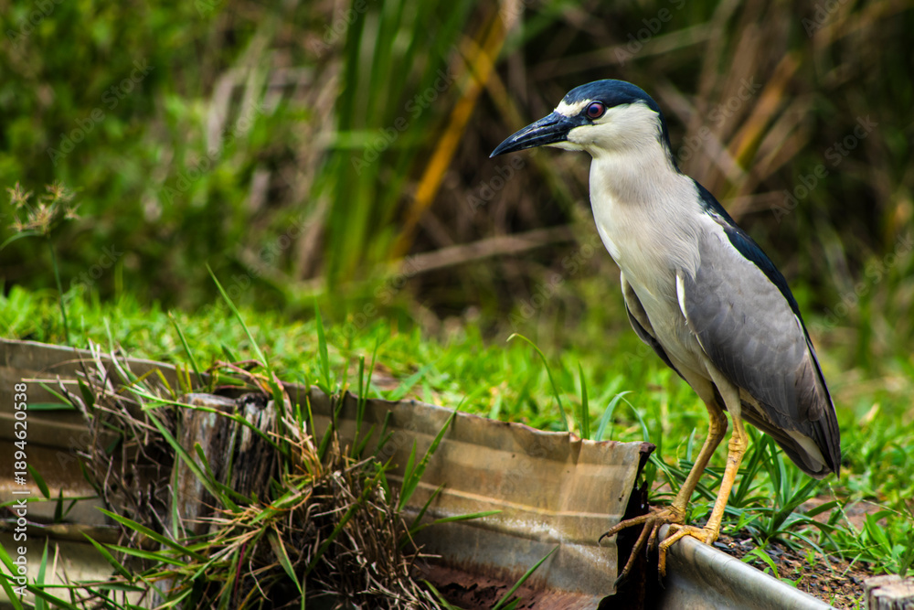 Fototapeta premium A Black-crowned Night-Heron (Nycticorax nycticorax) stands on a grassy bank. This nocturnal bird, with its striking black, white, and grey plumage, is a common sight in wetlands worldwide.