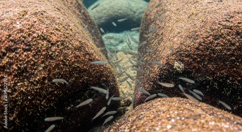 School of small fish swimming between large rocks in clear water, underwater scene