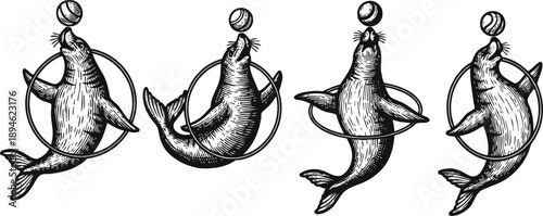 vintage circus seals performing tricks with balls and hoops in black and white illustration