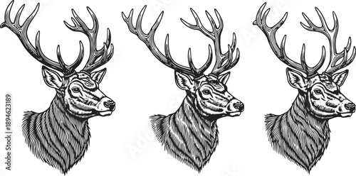 Three detailed hand drawn deer heads with large antlers in vintage engraving