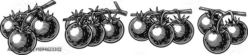 black and white vintage tomato clusters illustrations hand drawn ripe fruit on the vine with detailed shading