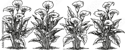 Hand drawn calla lily plants with detailed leaves and flowers in vintage engraving botanical illustration