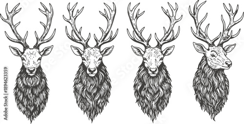 Hand drawn stag heads with antlers set detailed vintage wildlife portraits of deer in black and white illustrations