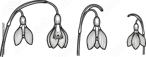 Hand drawn snowdrop flowers set botanical floral elements nature collection with detailed lines