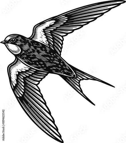 Black and white swallow bird in flight detailed vintage engraving illustration of bird with outstretched wings