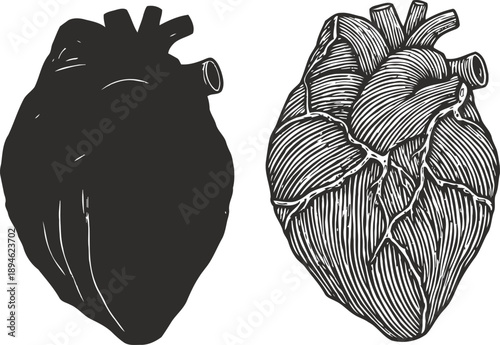 Anatomical human heart illustration with detailed veins and arteries, shading and black silhouette design
