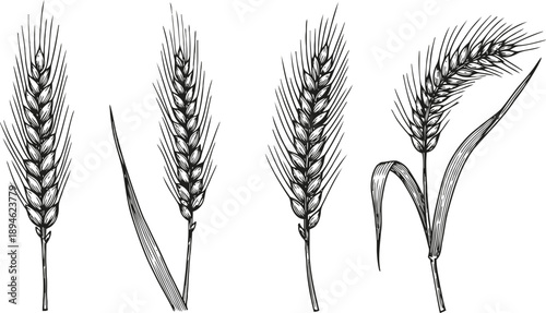 Detailed black and white wheat heads illustration set with stems and awns, botanical agricultural grain drawings