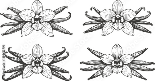 Vanilla flower and pods hand drawn illustration set botanical detailed sketch of tropical spice plant parts