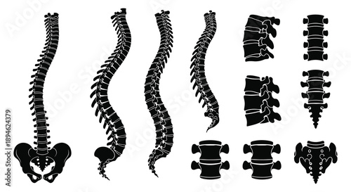 Anatomical illustration of human spines in various views and sections presented as a black silhouette on transparent background high quality professional