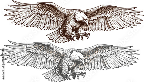 Hand drawn eagle illustration with spread wings vintage engraving style wildlife predator bird sketch isolated on white background vector art