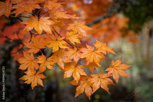 Siebold's maple bright orange leaves in autumn