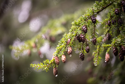 Western hemlock conifer tree in rain