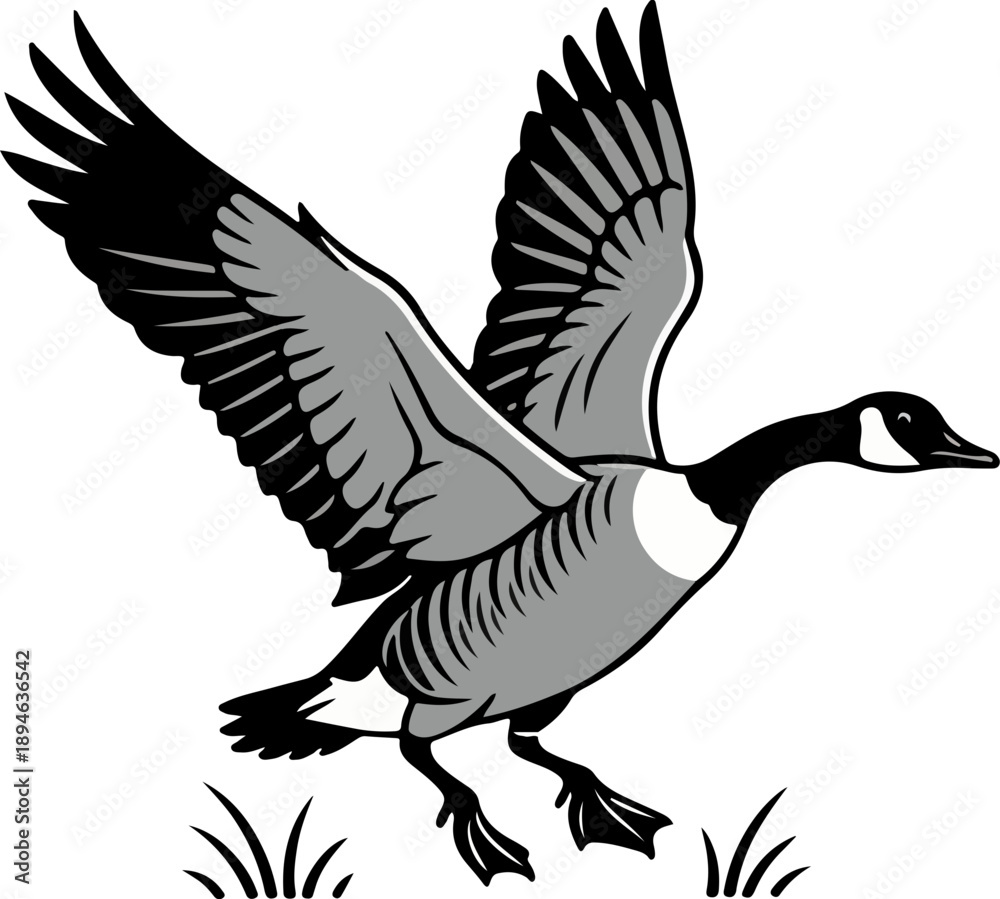 Obraz premium Flying Canada Goose Illustration