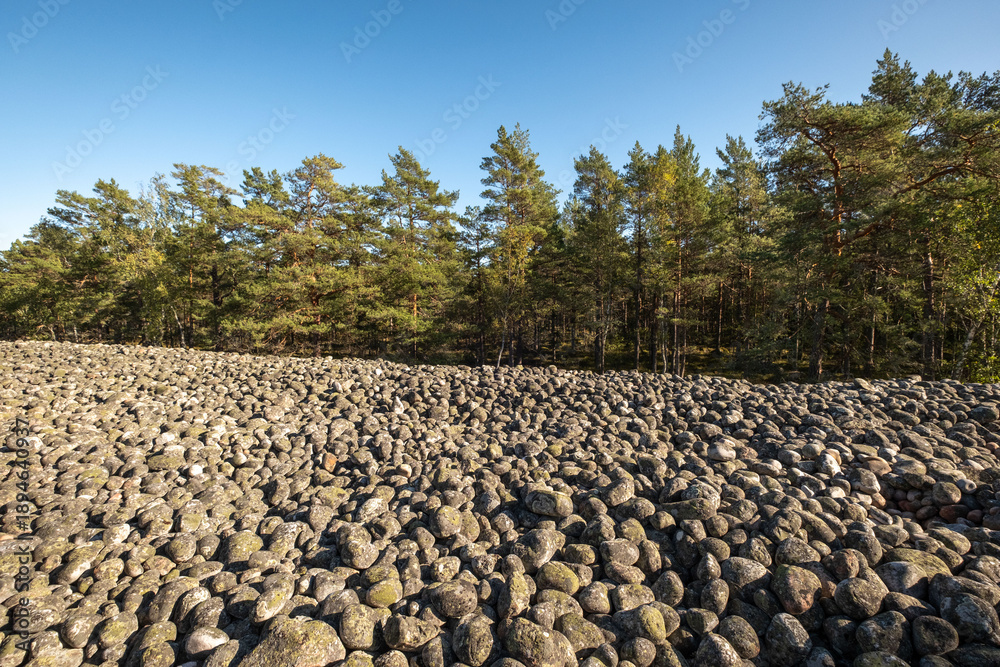 Fototapeta premium Littorinas stenar - stones from last ice age in Sweden