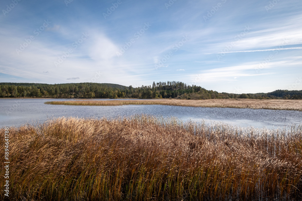 Obraz premium Lake with dry grass in Sweden