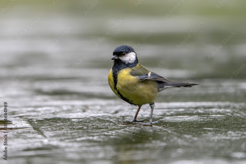 Obraz premium Great Tit (Parus major) standing on the ice of a pond in the forest in the Netherlands 