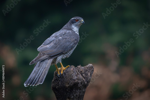 Tableau sur toile Adult of Northern Goshawk (Accipiter gentilis) on a branch in the forest of Noord Brabant in the Netherlands