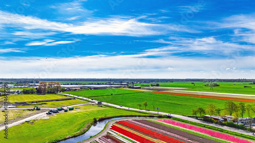 Aerial drone view of tulip flowers fields farm in spring season, bulbfields and tulips blossoming in springtime, typical dutch agriculture landscape, Lisse, South Holland, the Netherlands