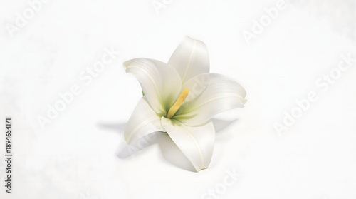 Elegant Detailed Close-up White Lily Flower Blossom on Clean Backdrop
