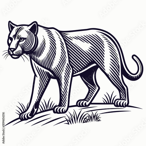 Stalking mountain lion