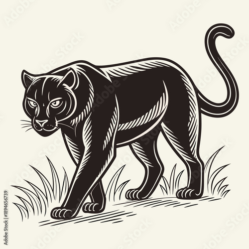 Stalking black panther in grass