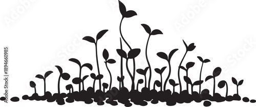Black Silhouette of Seedlings Growing in Soil Isolated White