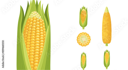 A vibrant illustration showcasing various stages of corn on the cob, from husked to unhusked, perfect for agricultural and food-related designs.