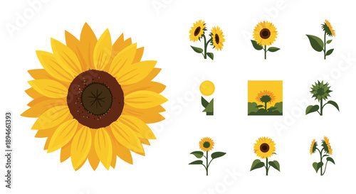 A vibrant collection of sunflower illustrations showcasing various stages of growth and different perspectives, perfect for botanical designs and natural themes.