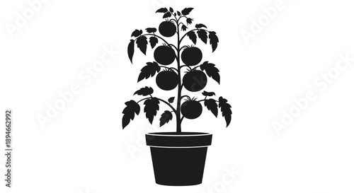 A detailed black illustration showcases a potted tomato plant with ripe fruit displayed as a striking silhouette