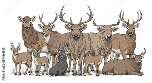 Mixed herd of deer and stags forest nature sketch