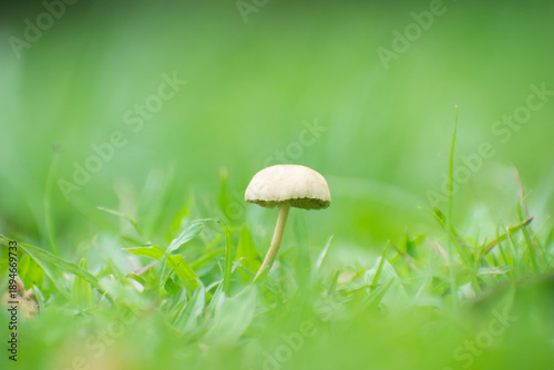 Wallpaper Mural Small Mushroom In Fresh Green Grass Showing Calm Natural Growth Torontodigital.ca