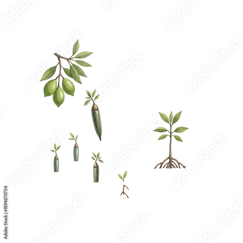 Mangrove trees growth process showing propagules falling rooting and becoming young plants in water with leaves