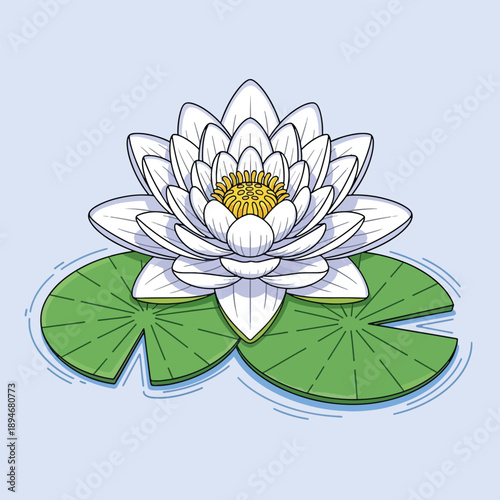 Beautiful White Water Lily Flower Floating on Water with Green Lily Pads Illustration.