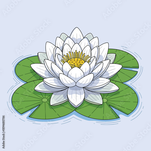 Beautiful white water lily flower with green leaves floating on calm water.