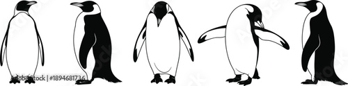 Five distinct black and white line of emperor penguins in various standing and slightly posed positions