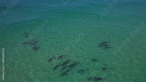 Wallpaper Mural Bottlenose Dolphins Pod In Blue Ocean, New South Wales, Australia - Drone Shot Torontodigital.ca
