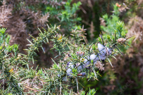 Foam from an insect on a juniper branch