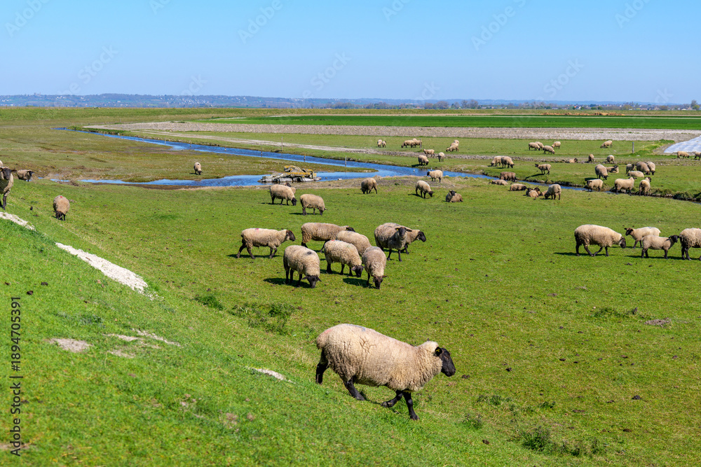 Obraz premium Peaceful Normandy pasture scene at Mont-Saint-Michel with sheep scattered across green hillside, winding stream in grass, distant hills under clear sky, emphasizing unspoiled nature and calm