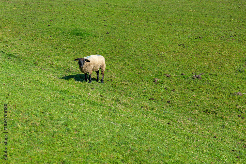 Fototapeta premium Single salt marsh sheep grazing vibrant green pasture near Mont-Saint-Michel in Normandy France, spring grass under clear sky, peaceful pastoral scene capturing unique regional livestock