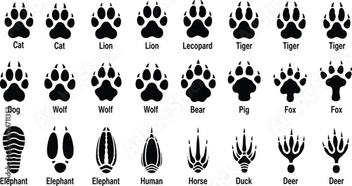 Large collection of black animal paw prints and tracks featuring dog cat wolf bear elephant lion and bird footprints isolated on white background for design