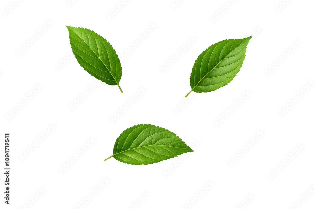 Fototapeta premium Fresh green leaves falling, isolated on transparent background, symbolizing nature, growth, and organic freshness