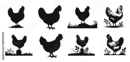 gorgeous drawing of chicken or hen in retro etching