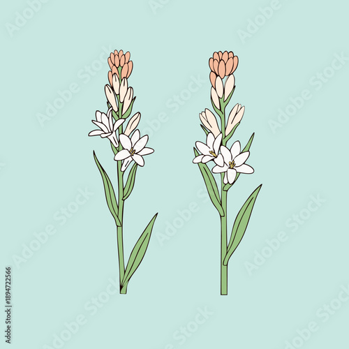 Illustration of two tuberose flower.